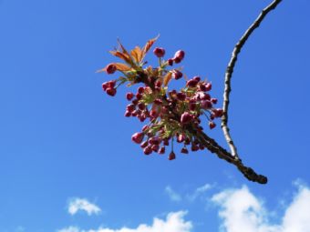 Japanische Kirschblüte Berlin Bornholmer