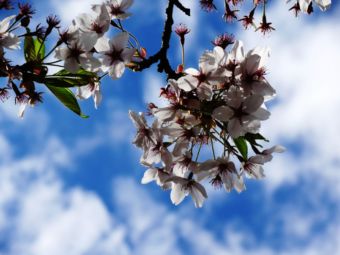 Kirschblüten am Himmel