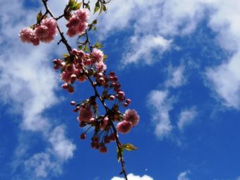 Japanische Kirschblüten Berlin Bornholmer