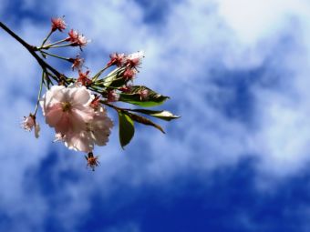 Kirschblüte Berlin Wollankstraße