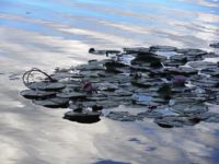 Seerosen Liepnitzsee