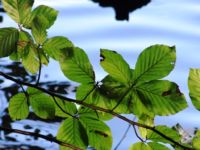 Kastanie Liepnitzsee