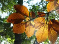 Kastanie Liepnitzsee