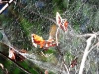 Spinnenwebe Liepnitzsee