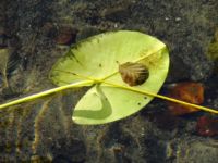 Seerosenblatt Liepnitzsee