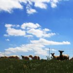 Schafe auf dem Elbdamm