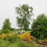Stillgelegte Bahnstrecke zwischen Pretzsch und Dommitzsch