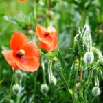 Mohnblumen am Feldrand