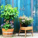 Blumen Altkötzschenbroda